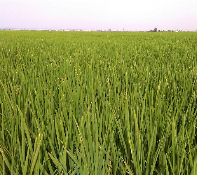 Campos arrozpeq