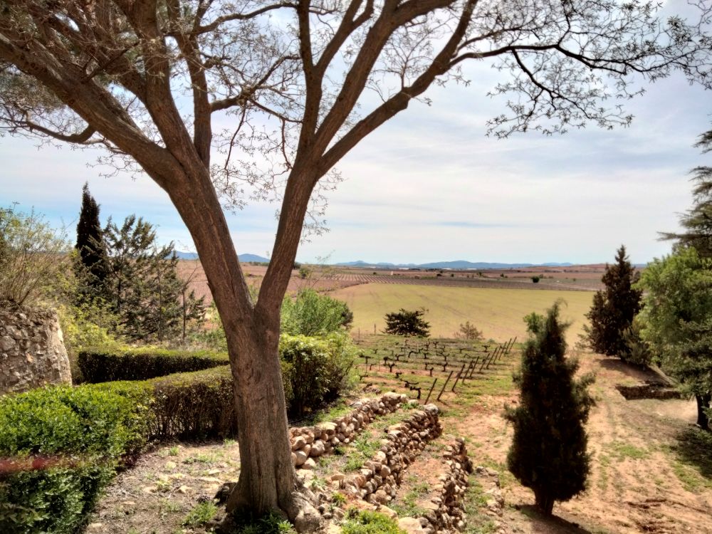 VeraDeEstenasVinedos