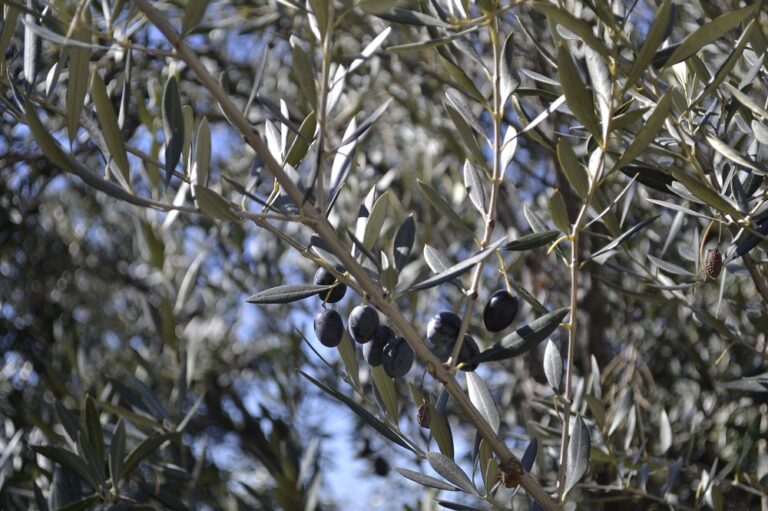 Private Olive Oil and Wine Tour from Valencia