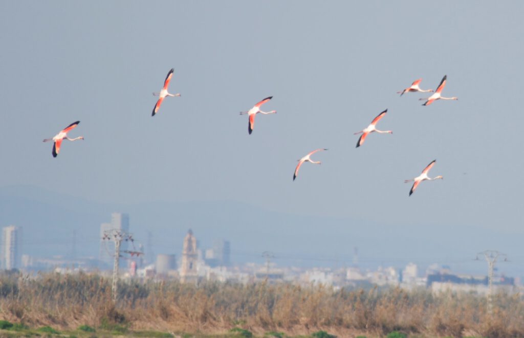 Flamencos flying over Albufera in Valencia