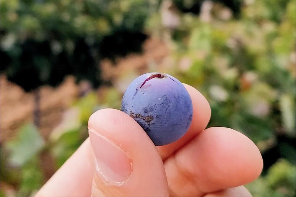 What is bobal grape All caracteristics of this endemic variety from Utiel-Requena in Valencia